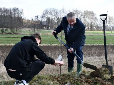 Sadzenie drzew owocowych - Starosta Miechowski