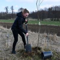 Sadzenie drzew owocowych